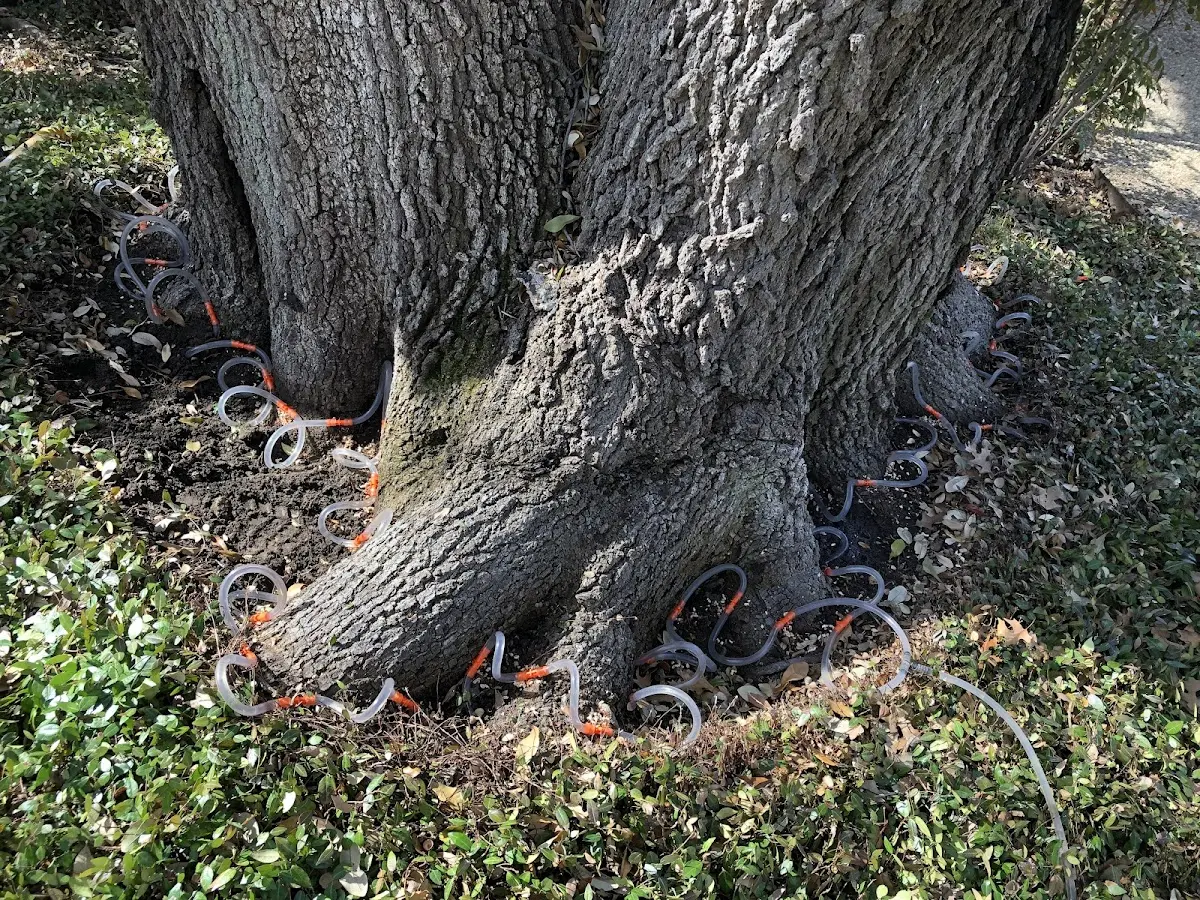 Detailed Tree Cabling and Bracing job site in Elkton